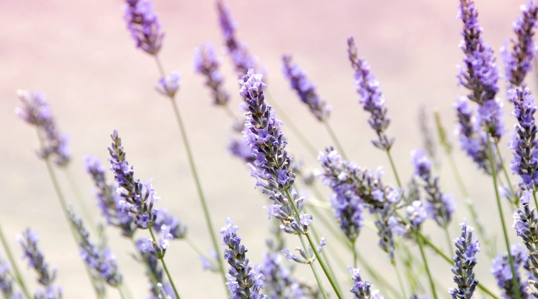 Photo purple flowers